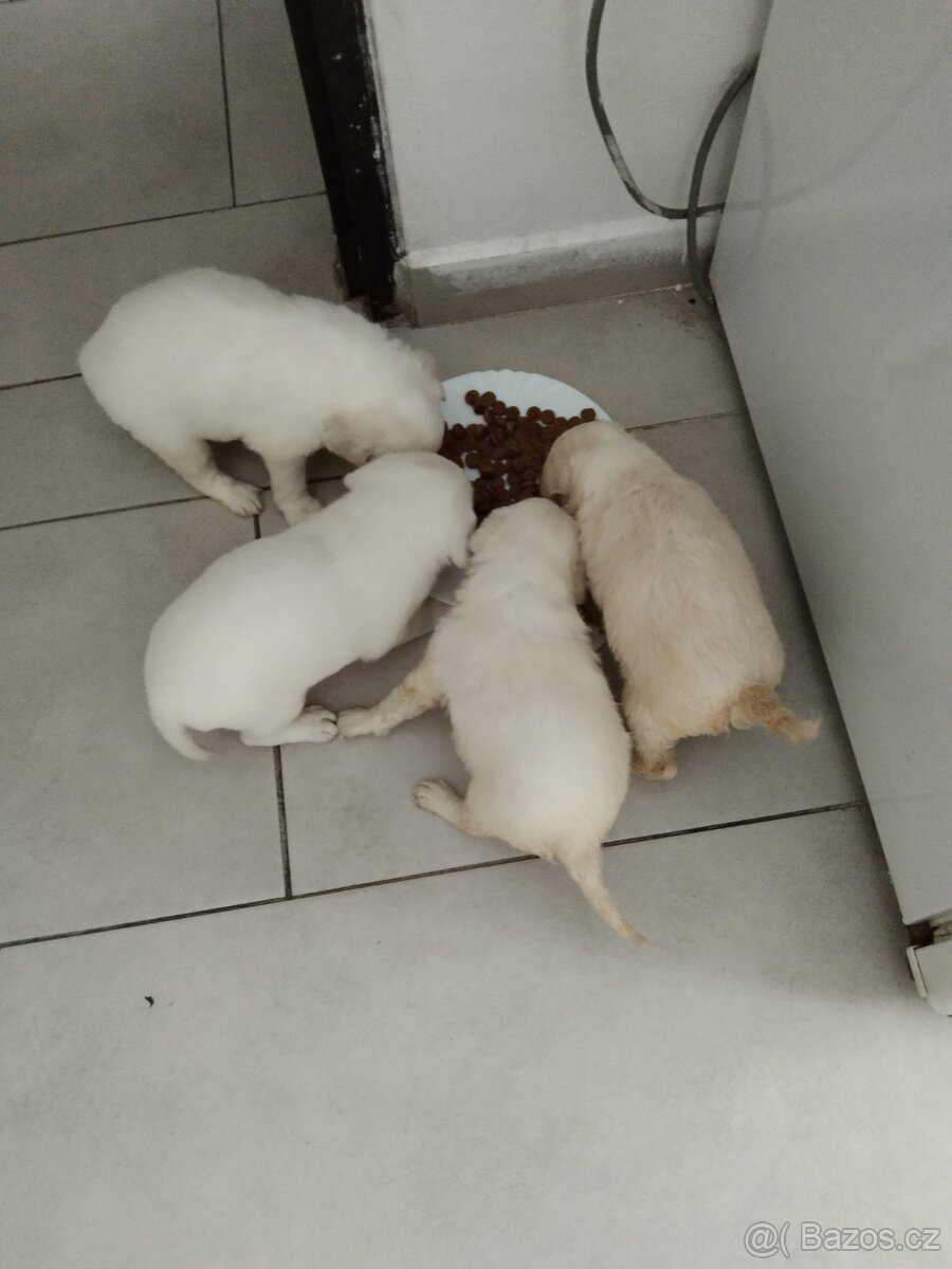 Labradorský retrívr