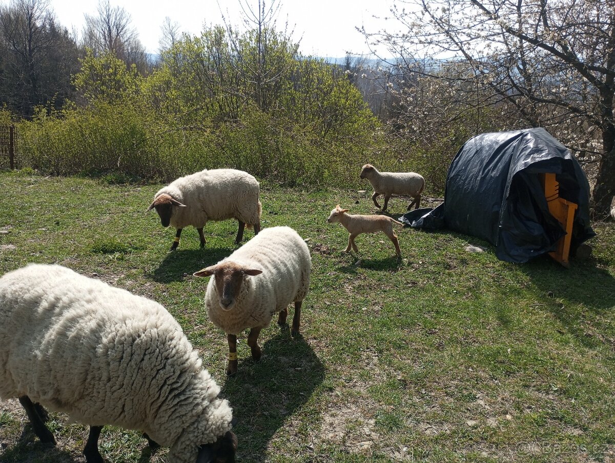 Ovce Suffolk kříženec