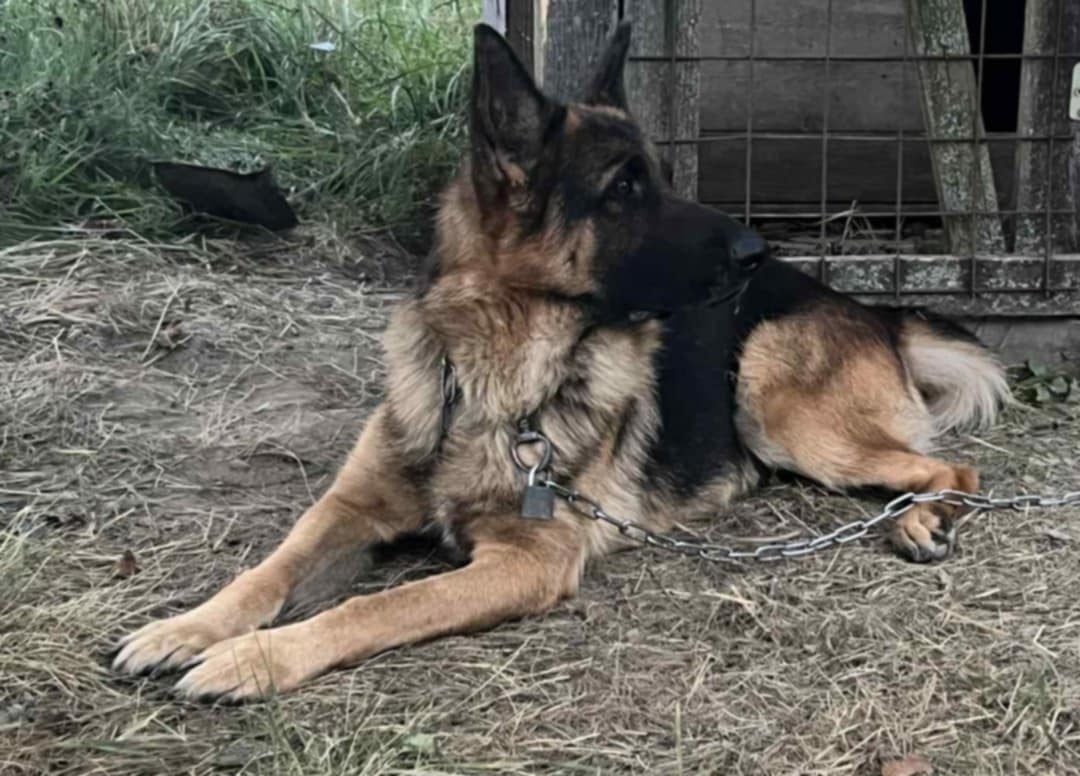 Německý ovcak pes 3 roky