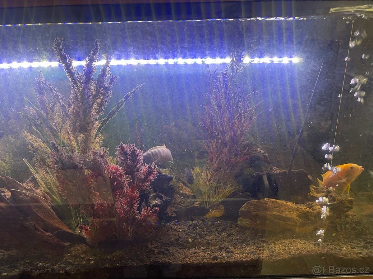 Akvárium a ryby