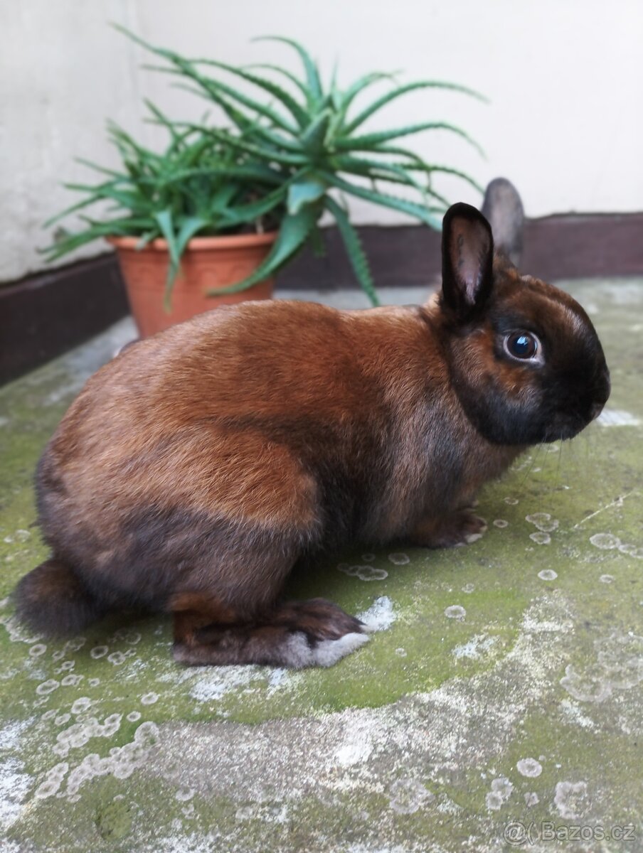 Králíček zakrslý saténový durynský