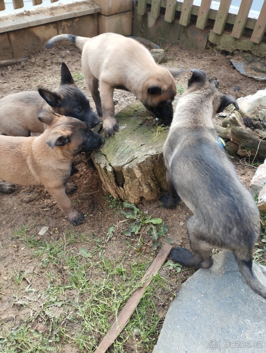 Malinois - štěňata s PP