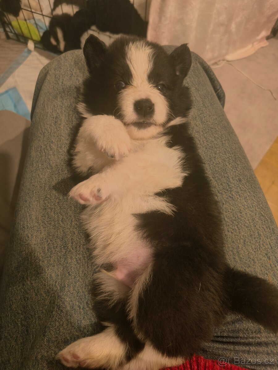 Štěně border kolie s PP