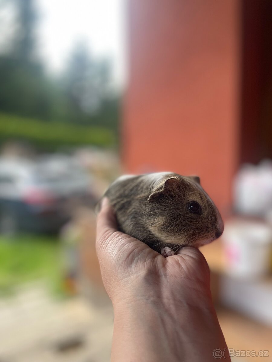 Morče