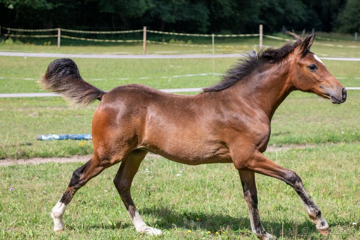 Klisna -Welsh part bred