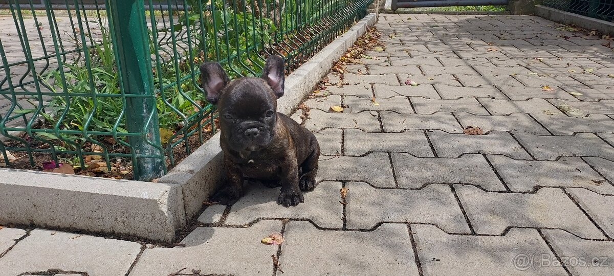 Francouzský buldoček