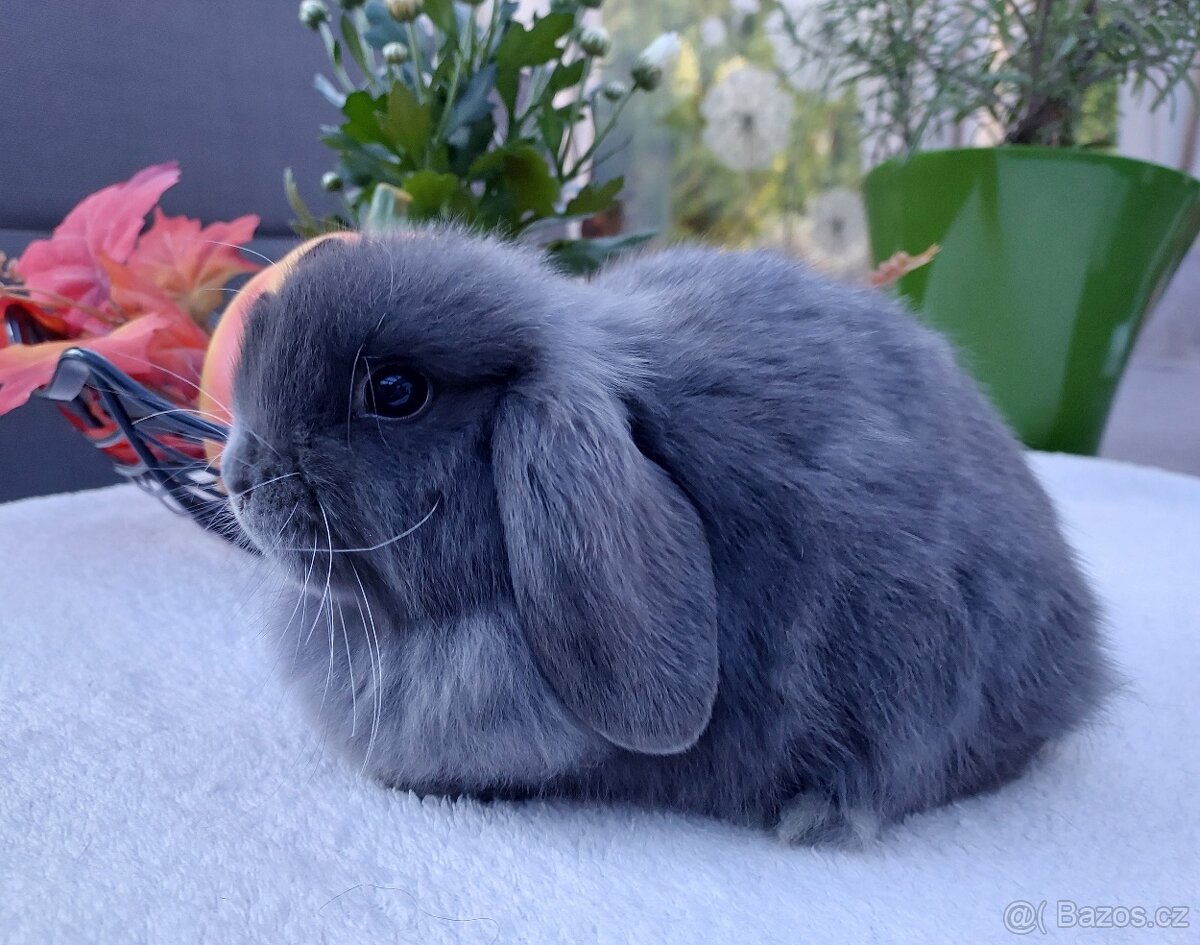 Zakrslý Minilop miminka