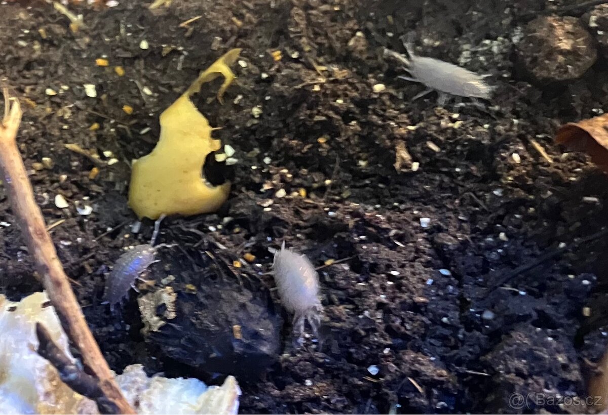 Porcellionides pruinosus Powder Blue