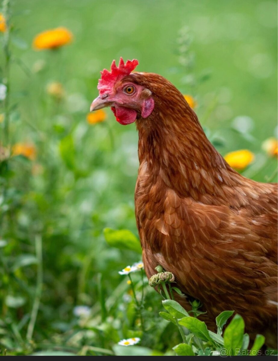 Hledam slepici na jidlo