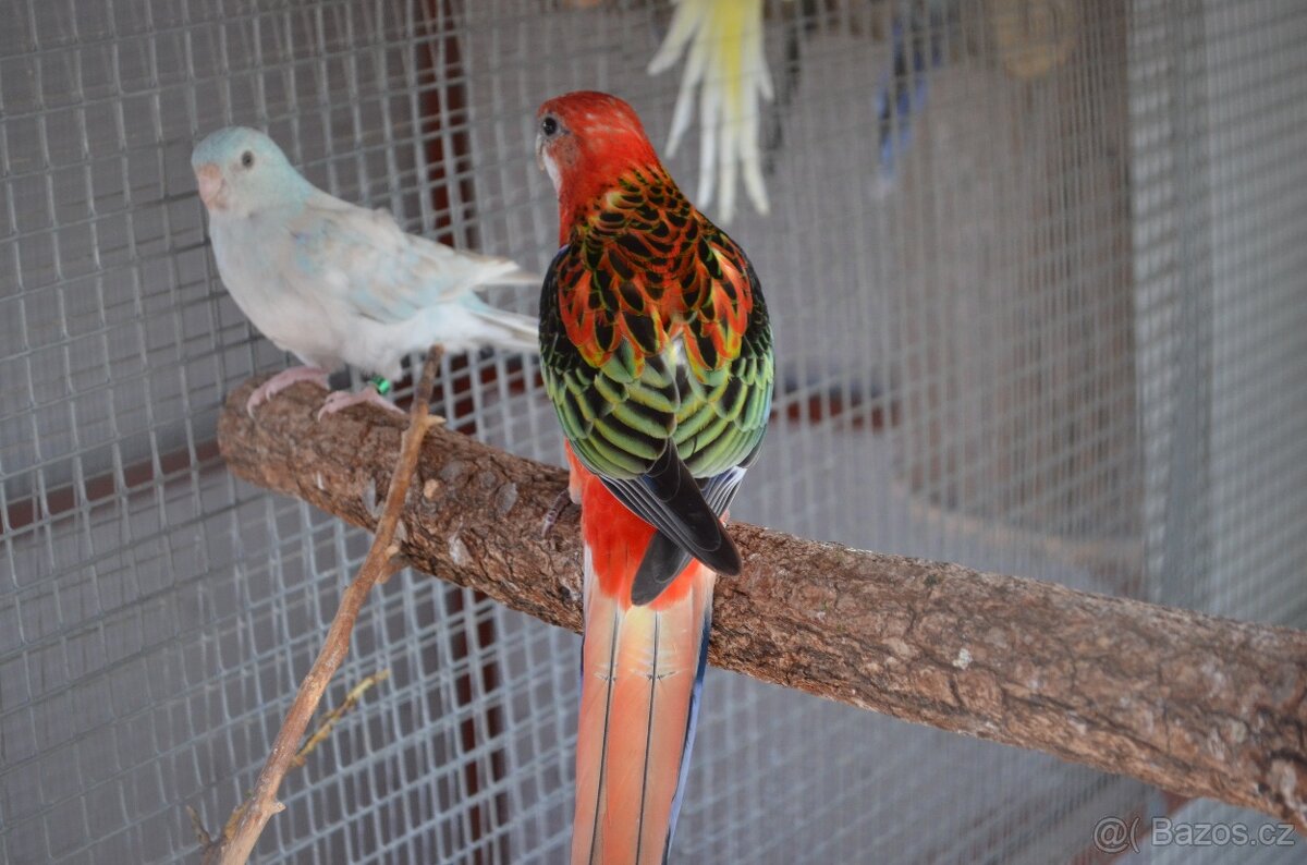 Prodám Rosela pestrá