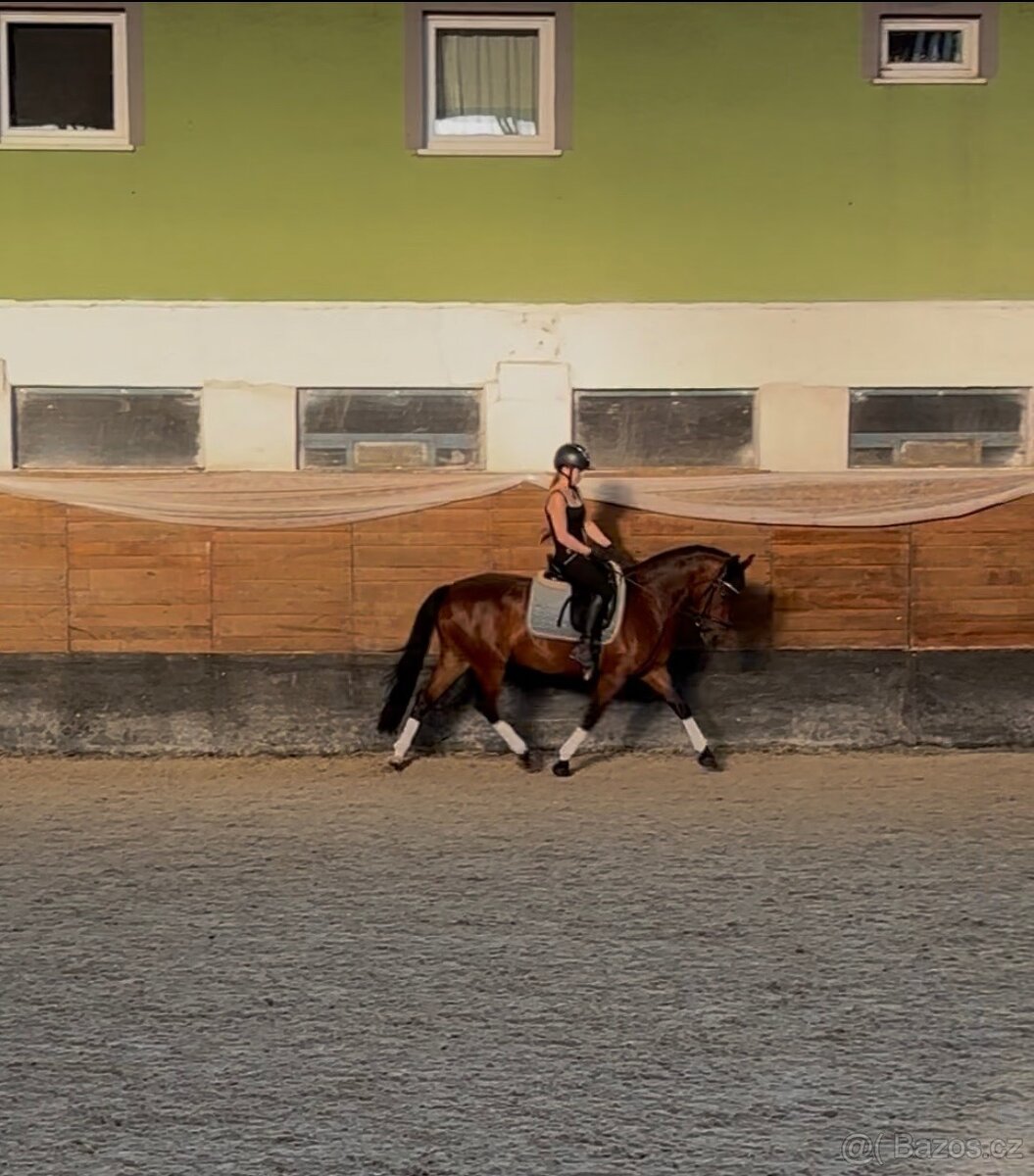 Drezúrna pony kobylka