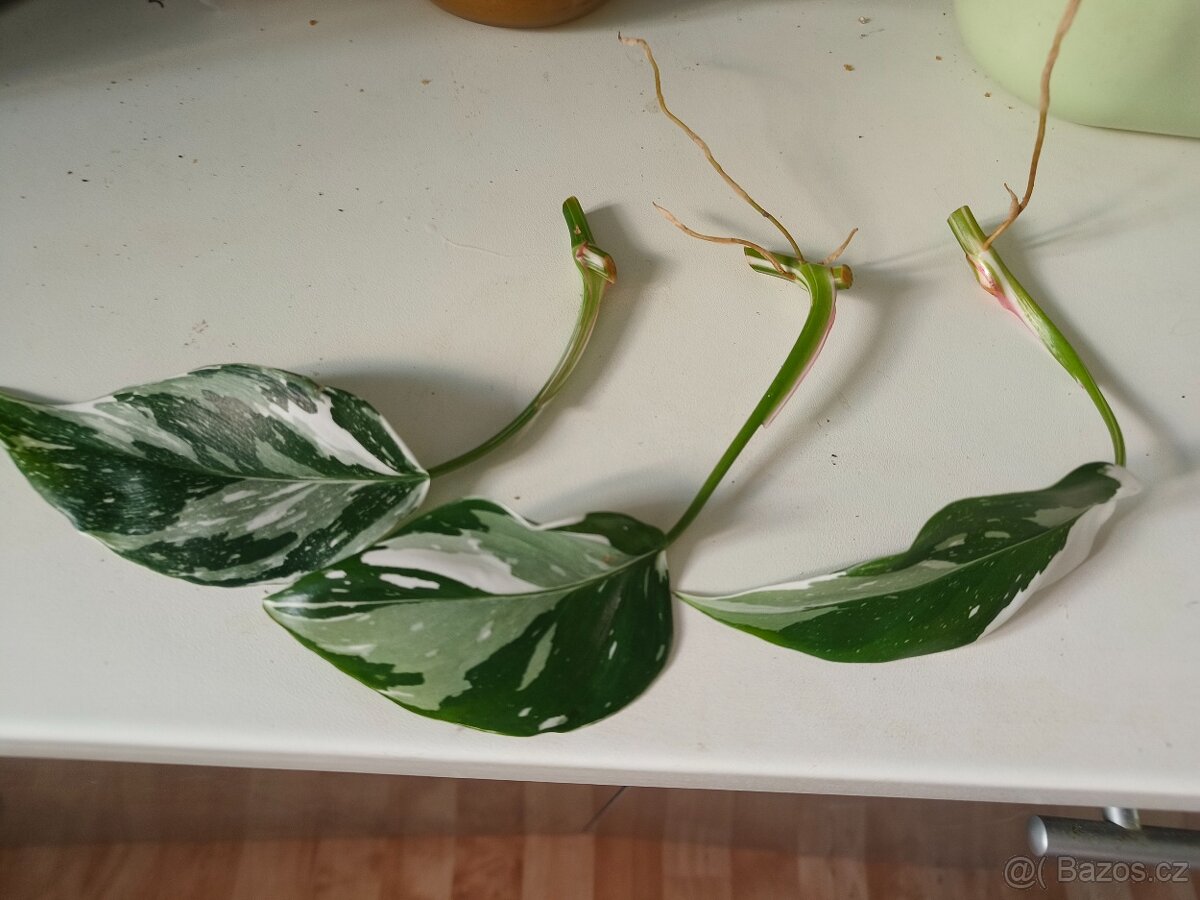 Philodendron Fresh aurea
