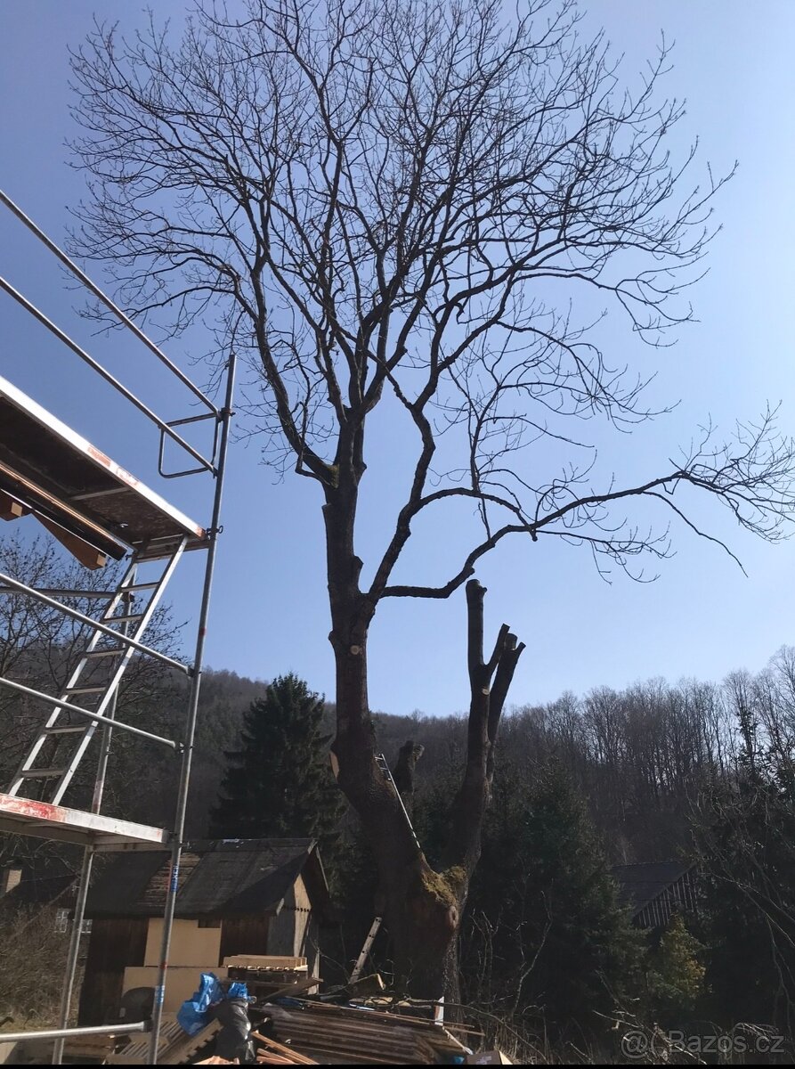 Rizikové kácení stromu