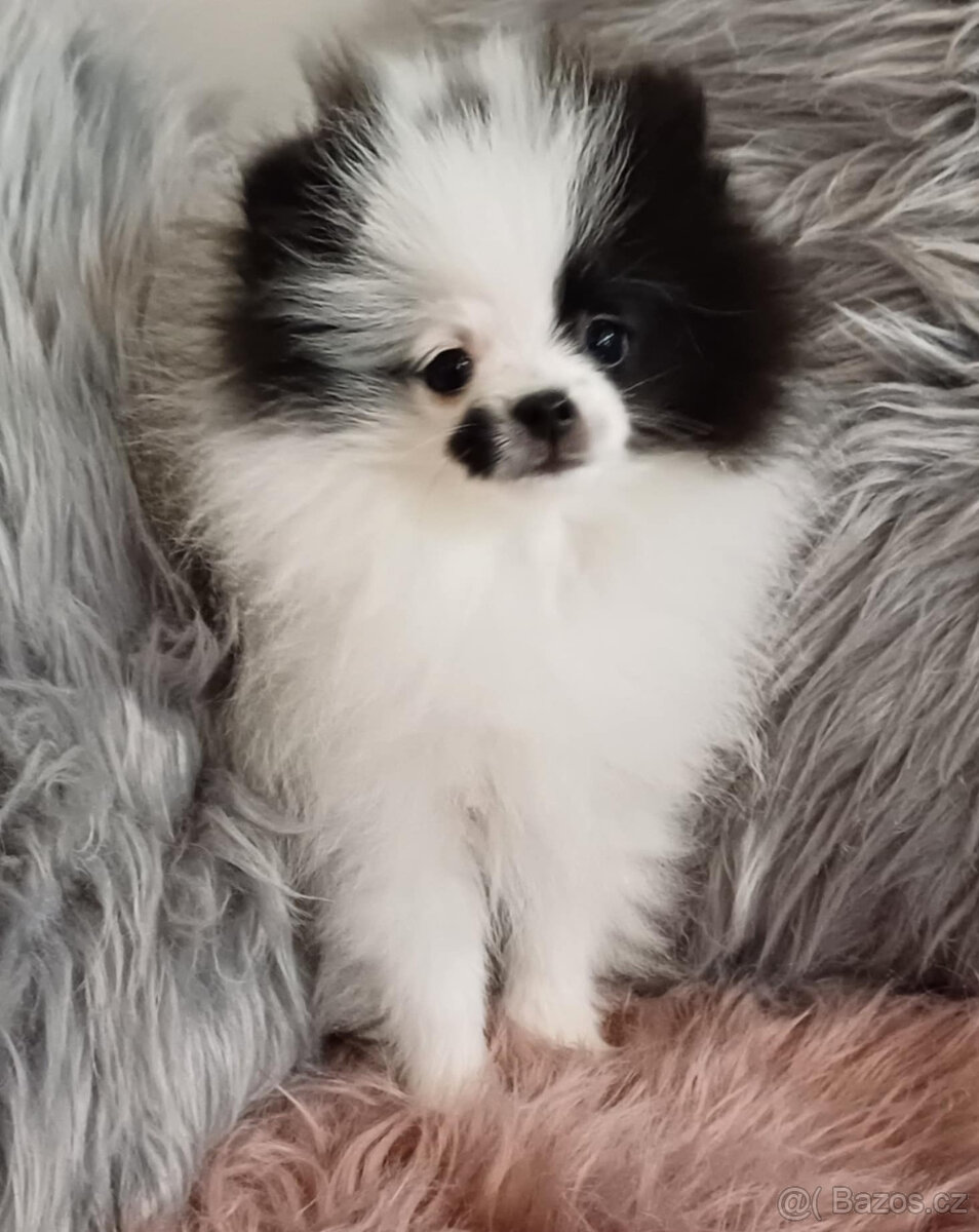 Pomeranian fenka s PP