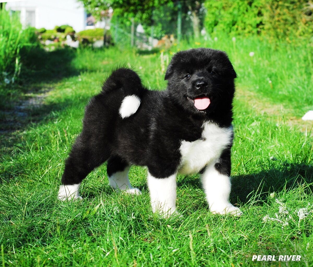 Americká akita s PP