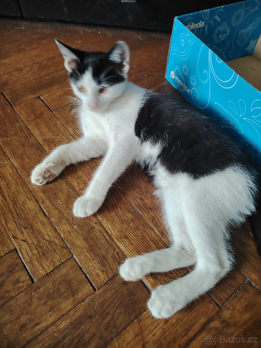 Kotatka