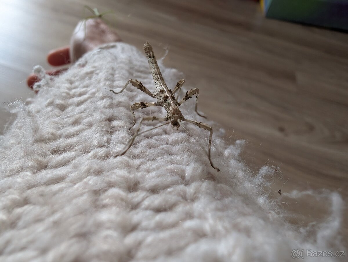 Strašilky filipínske a Pakobylky rohaté