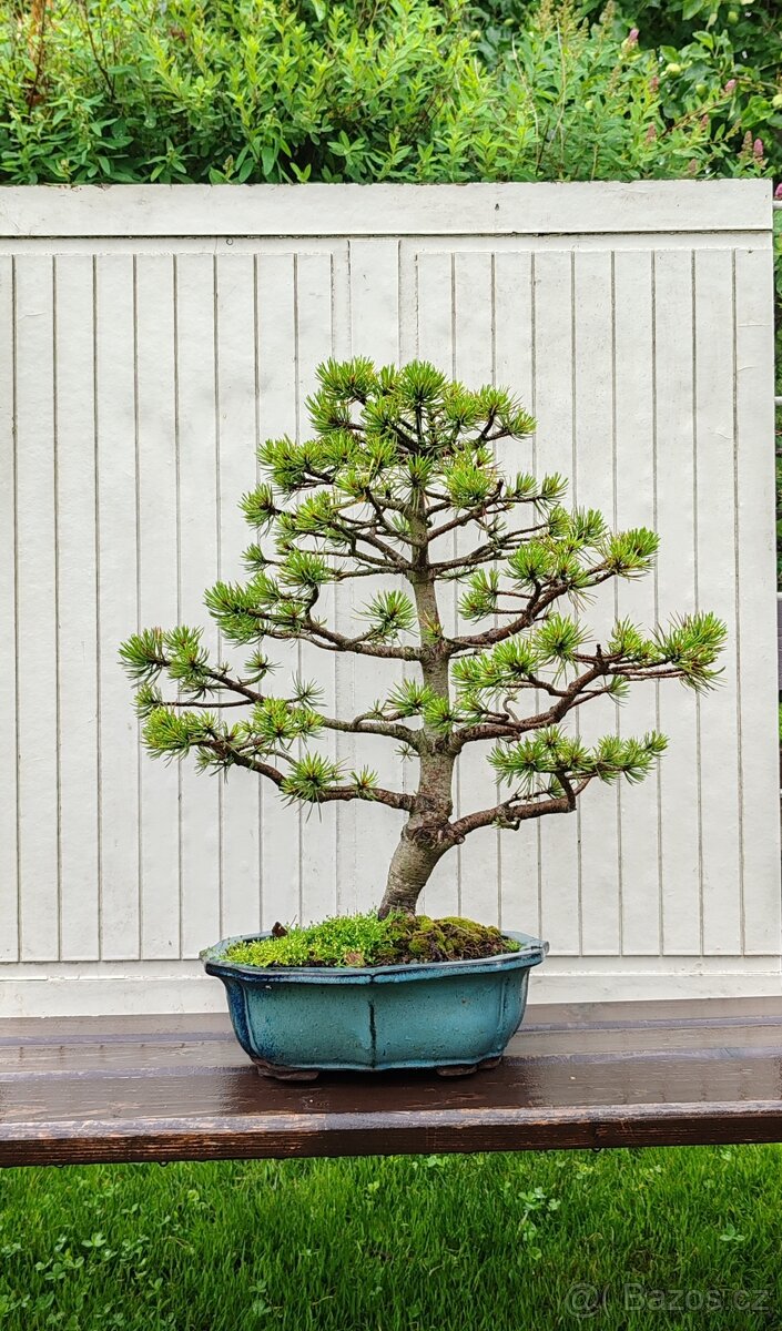 Bonsai, bonsaj, borovice v misce
