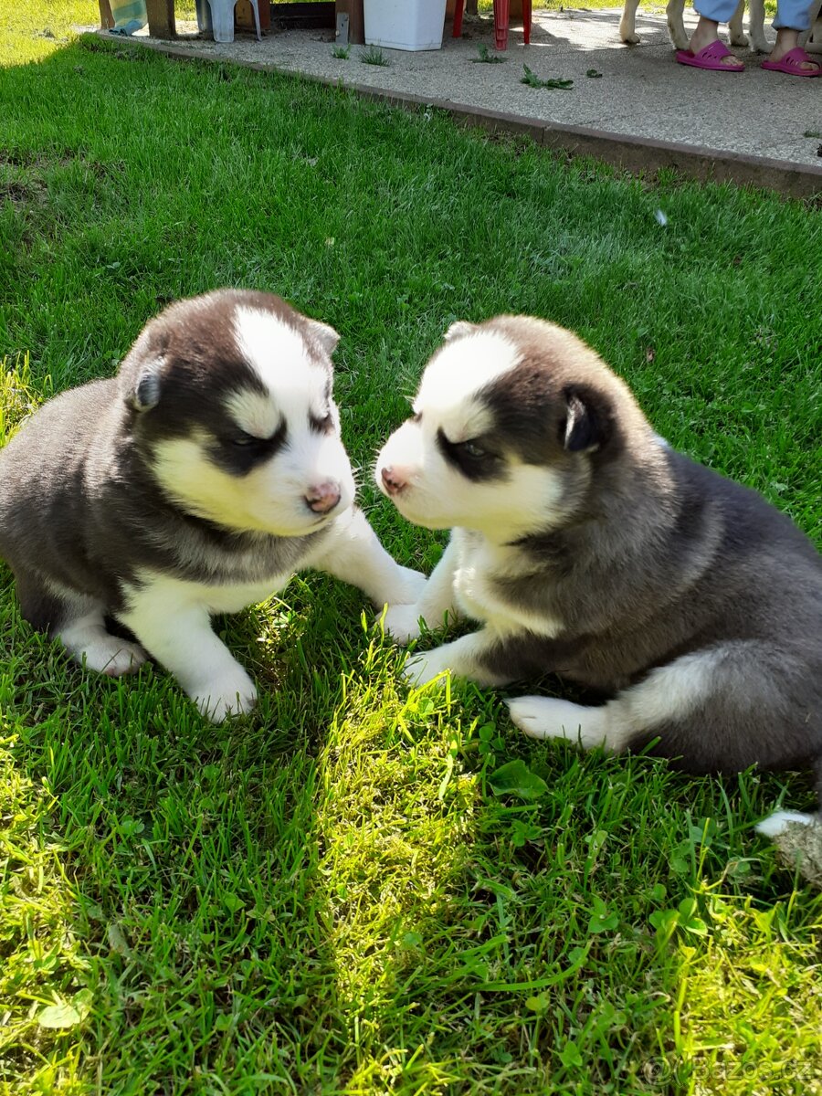 SIBIŘSKÝ HUSKY