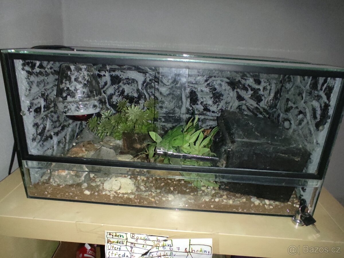 Terarium