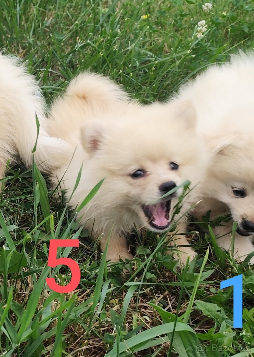Špic pomeranian štěňátka