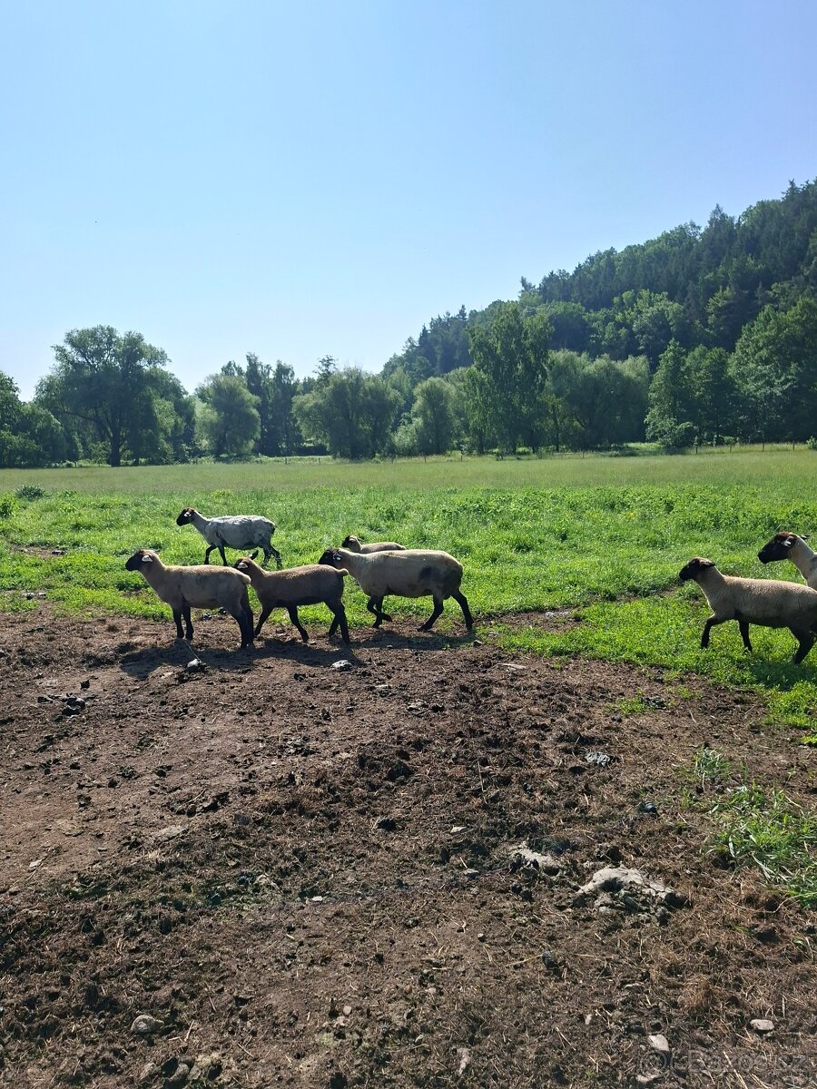 Prodám jehňata