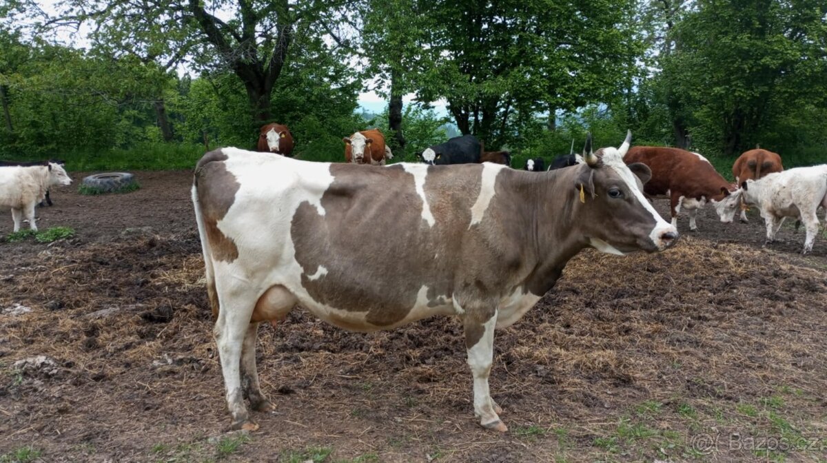 dojná kráva po prvním teleti