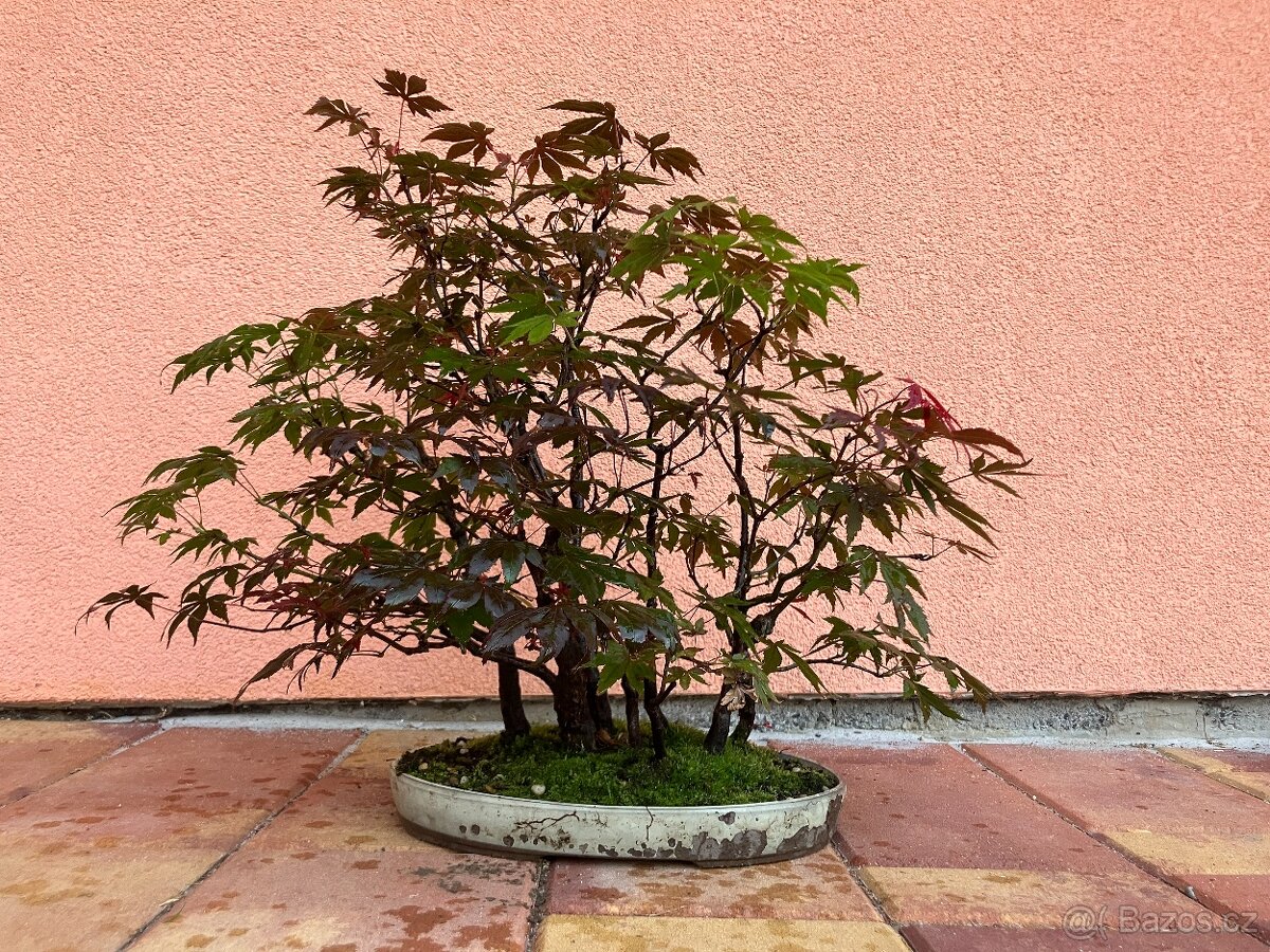 Bonsai, Bonsaj, japonský javor, lesík