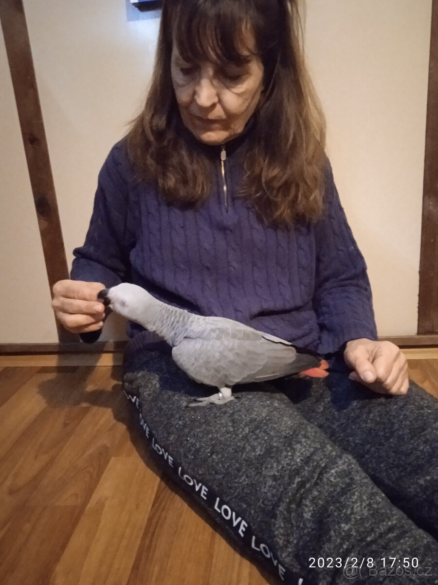 Žako kongo 1.1