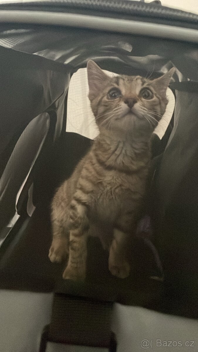 🥺 Hledám nový domov pro kočičku 🐾