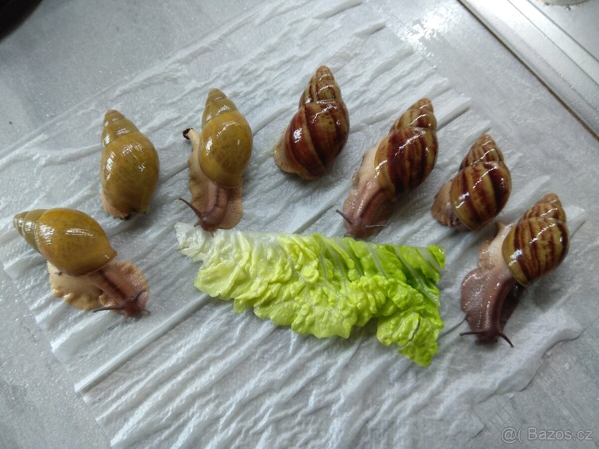 Africký šnek Archachatina Porphyrostoma
