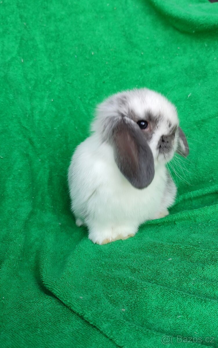 Minilop mini beránek