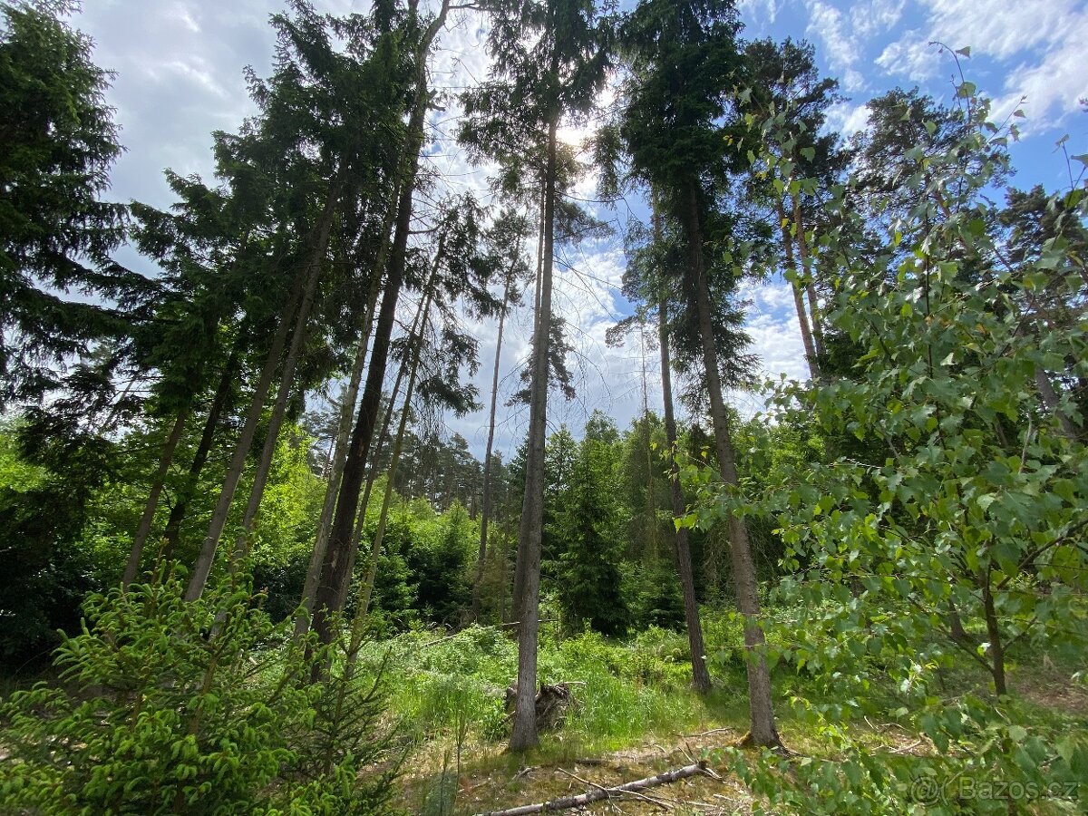 Lesní pozemek Lštění nad Zubřinou