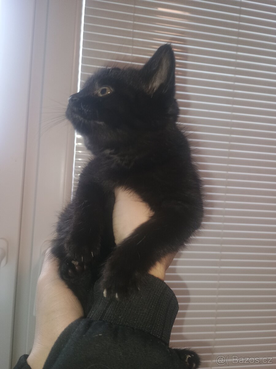 Daruji kotě/koťátka