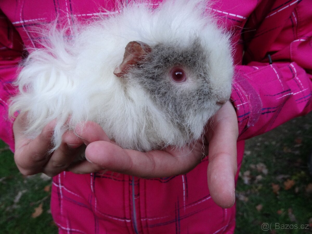 Dlouhosrsté morče - alpaka - mladá samička na mazlíka