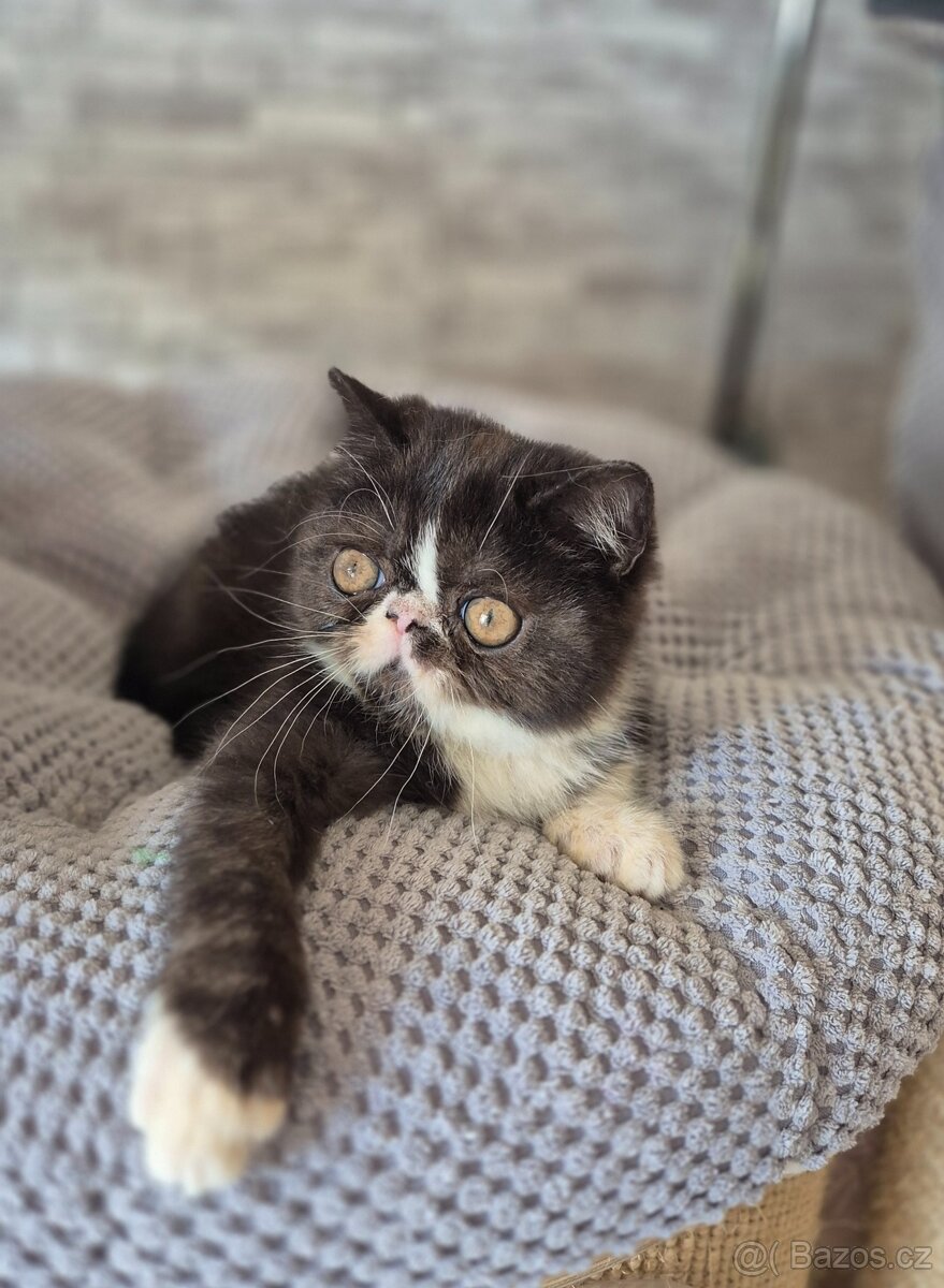 Perská  a exotická koťátka s Pp