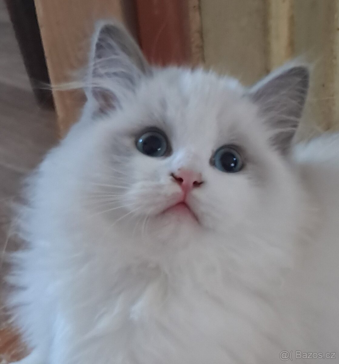 Kocourek ragdoll s PP, REZERVACE