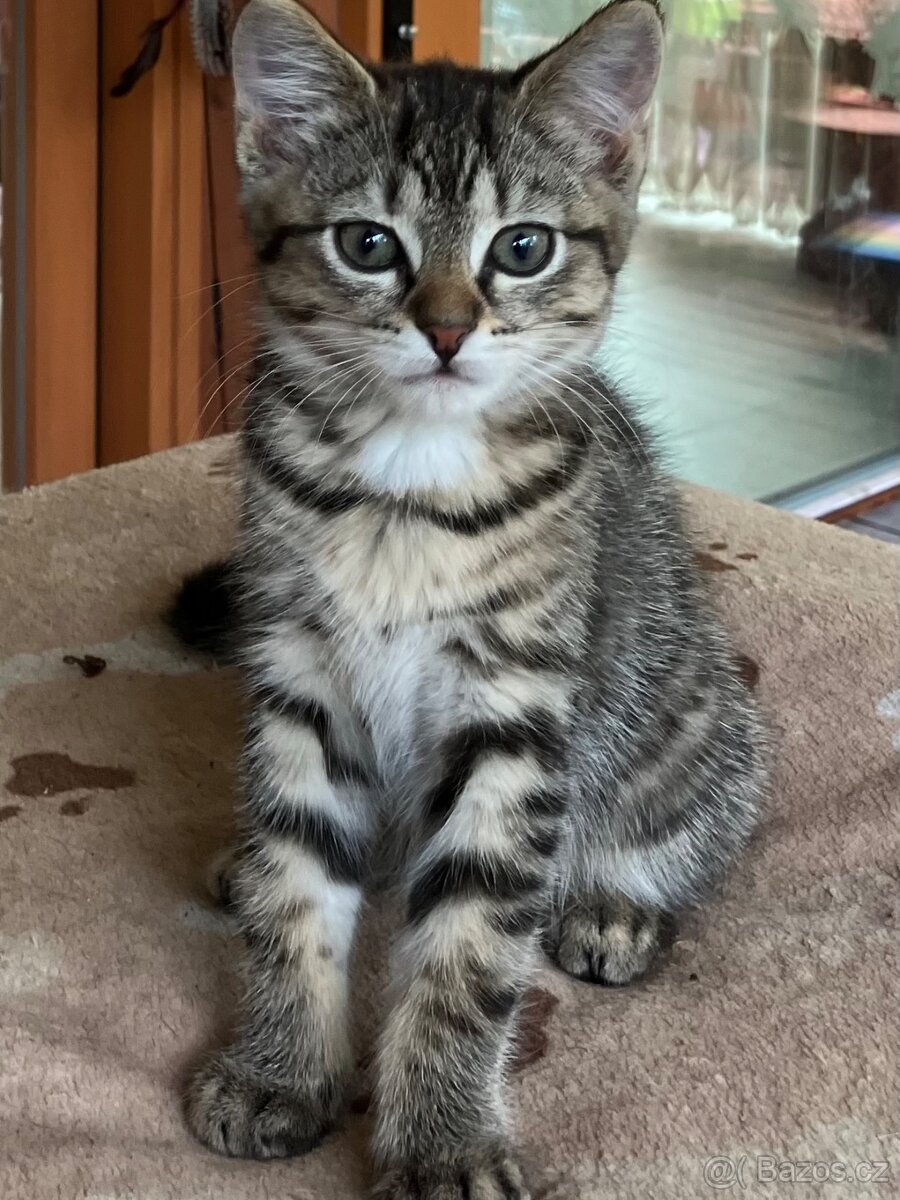 Kotě mainské mývalí