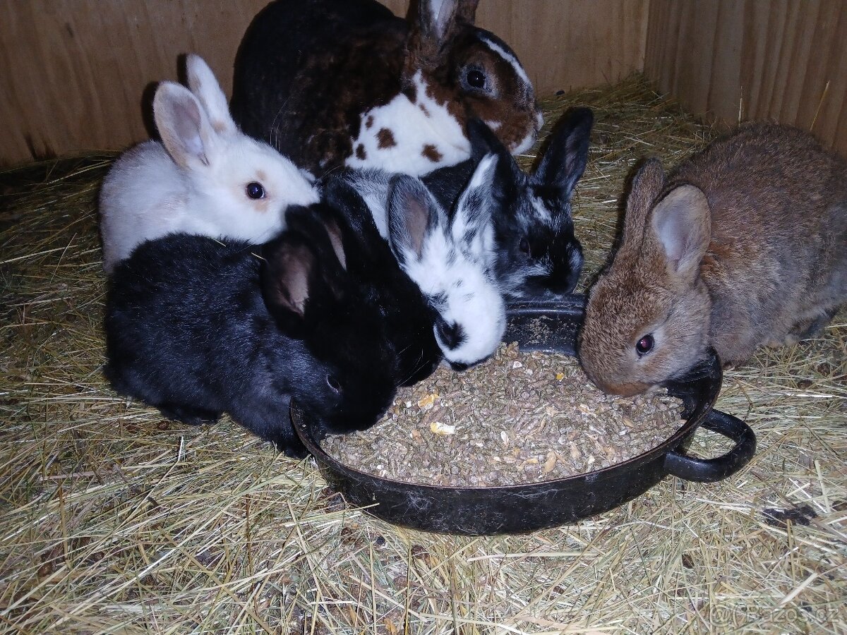 Králíci 2 a půl měsíce