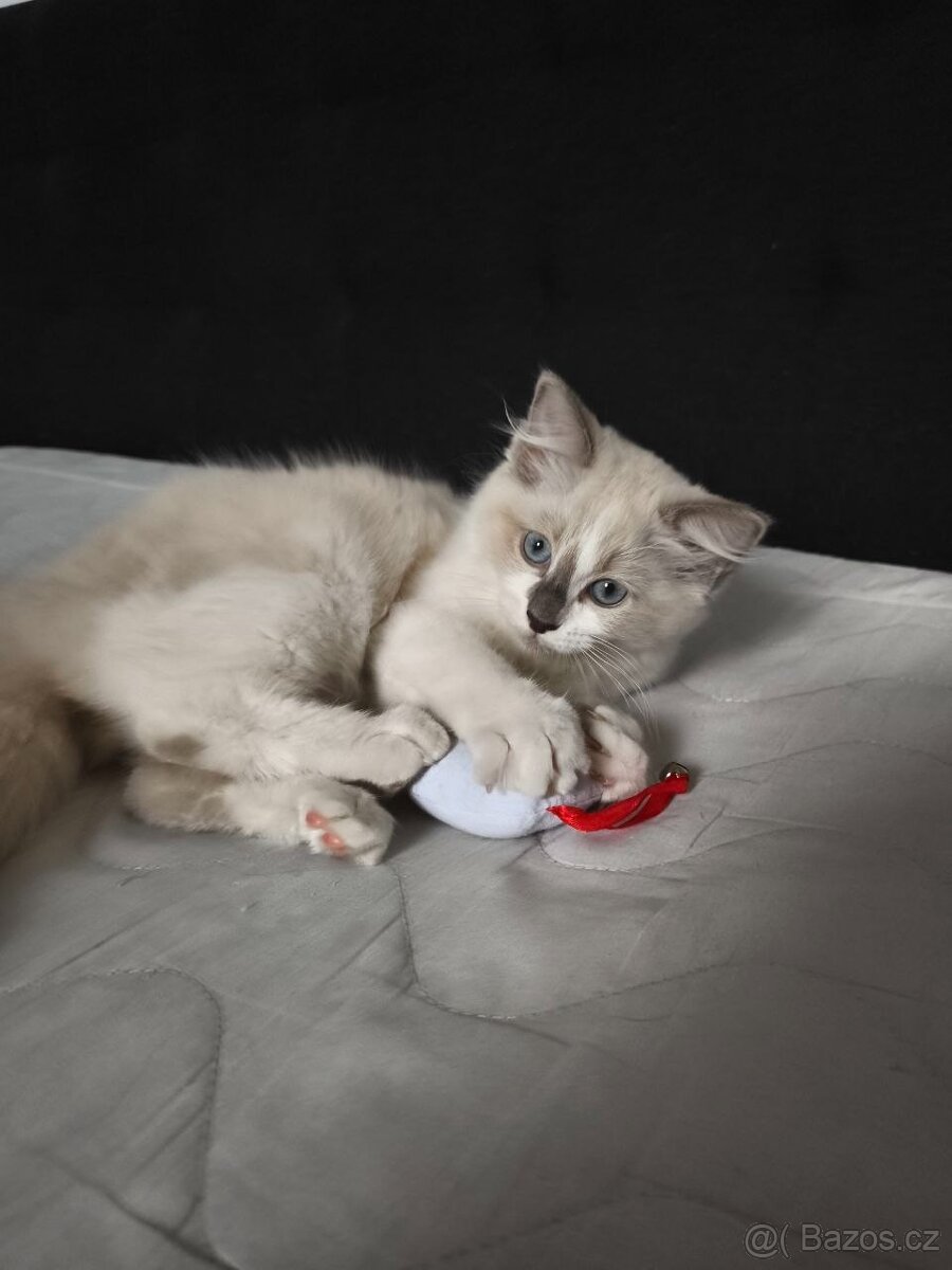 Ragdoll
