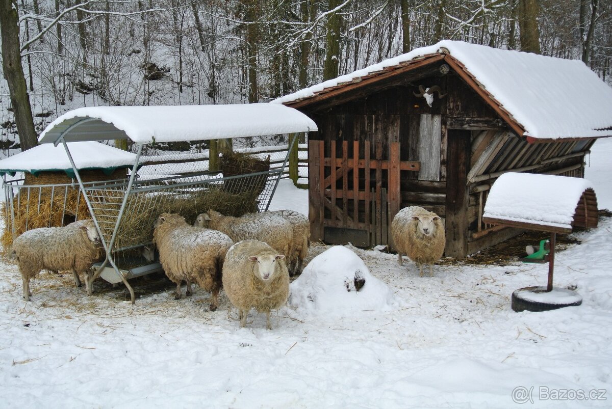 Plemenný beran