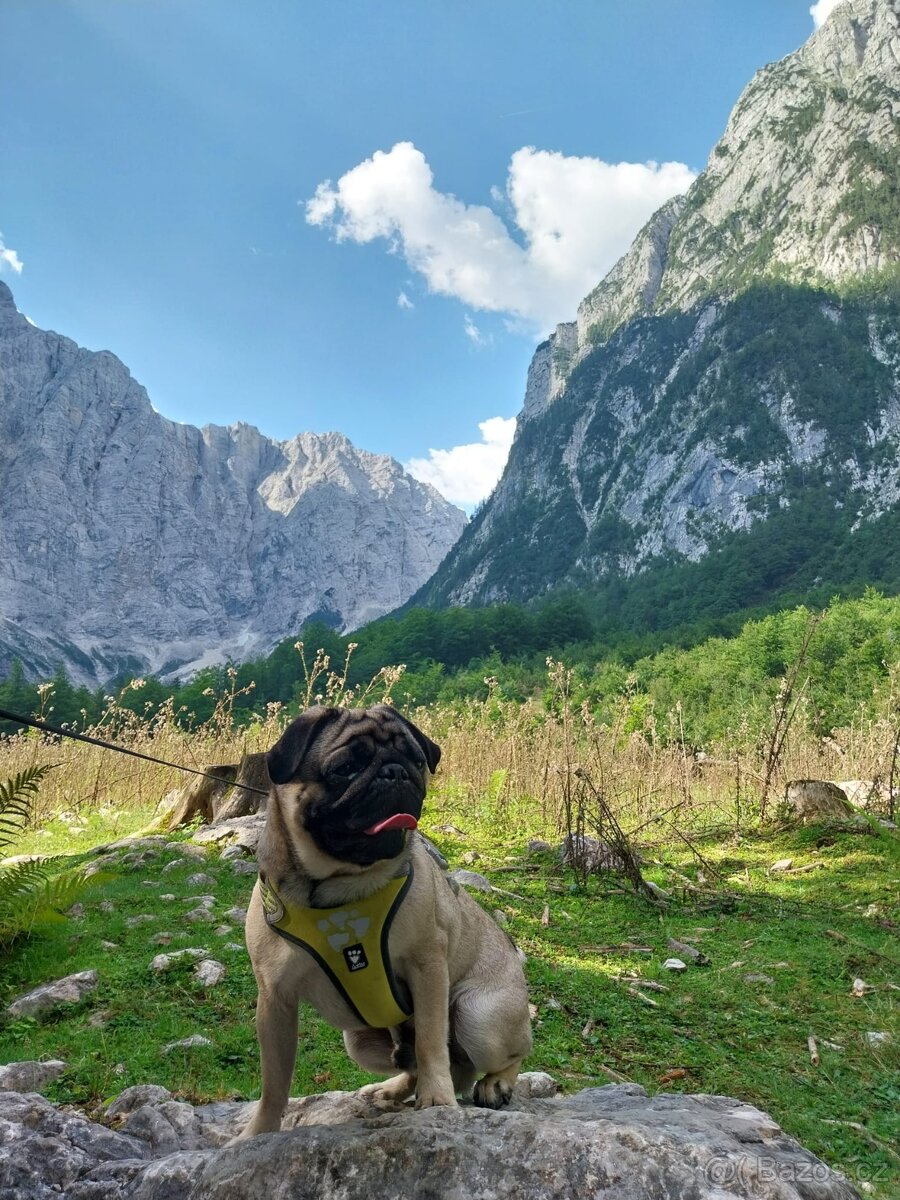 Tříletý Mops ke krytí