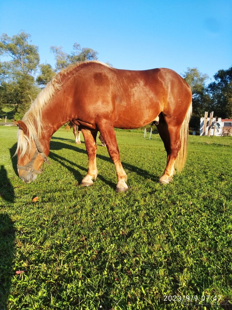 Norik