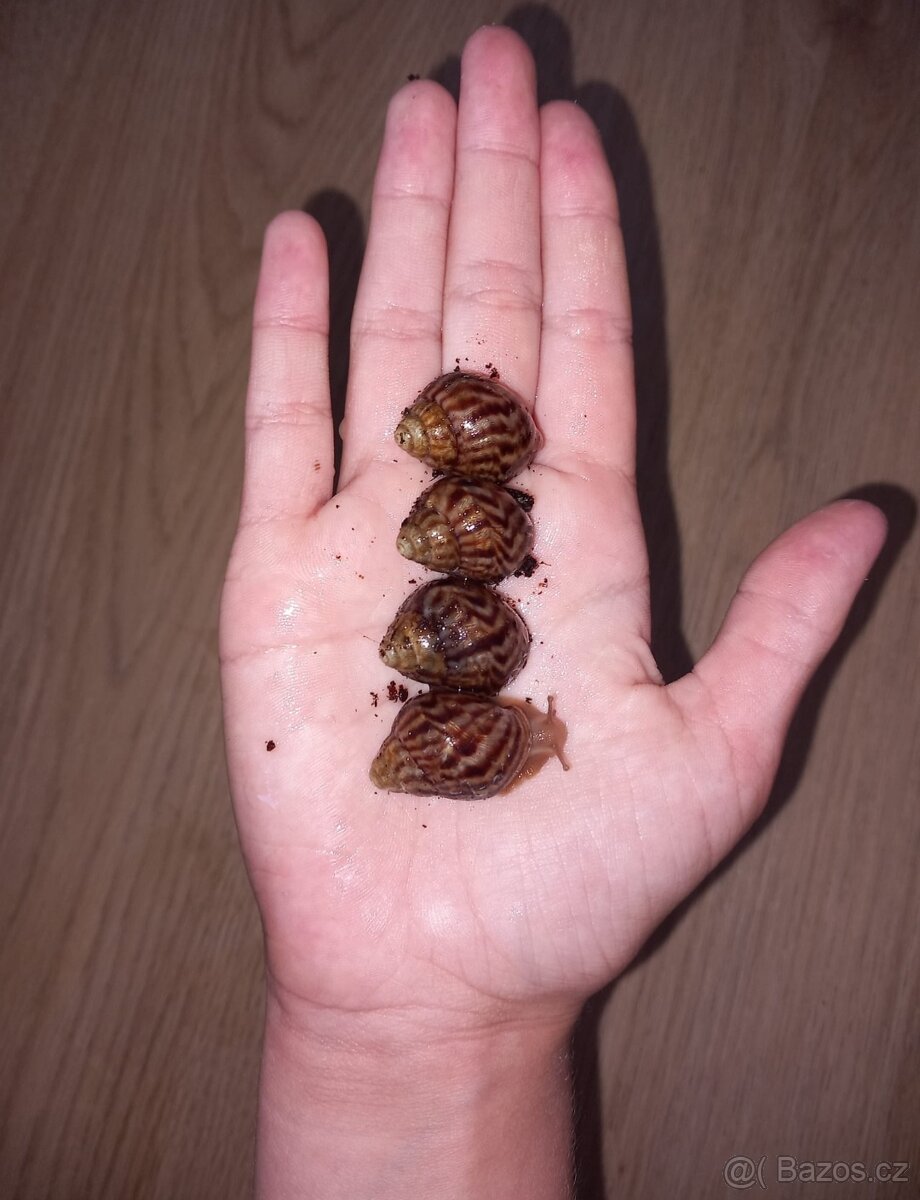 Lissachatina Immaculata zamluveno 2ks volni 2 ks