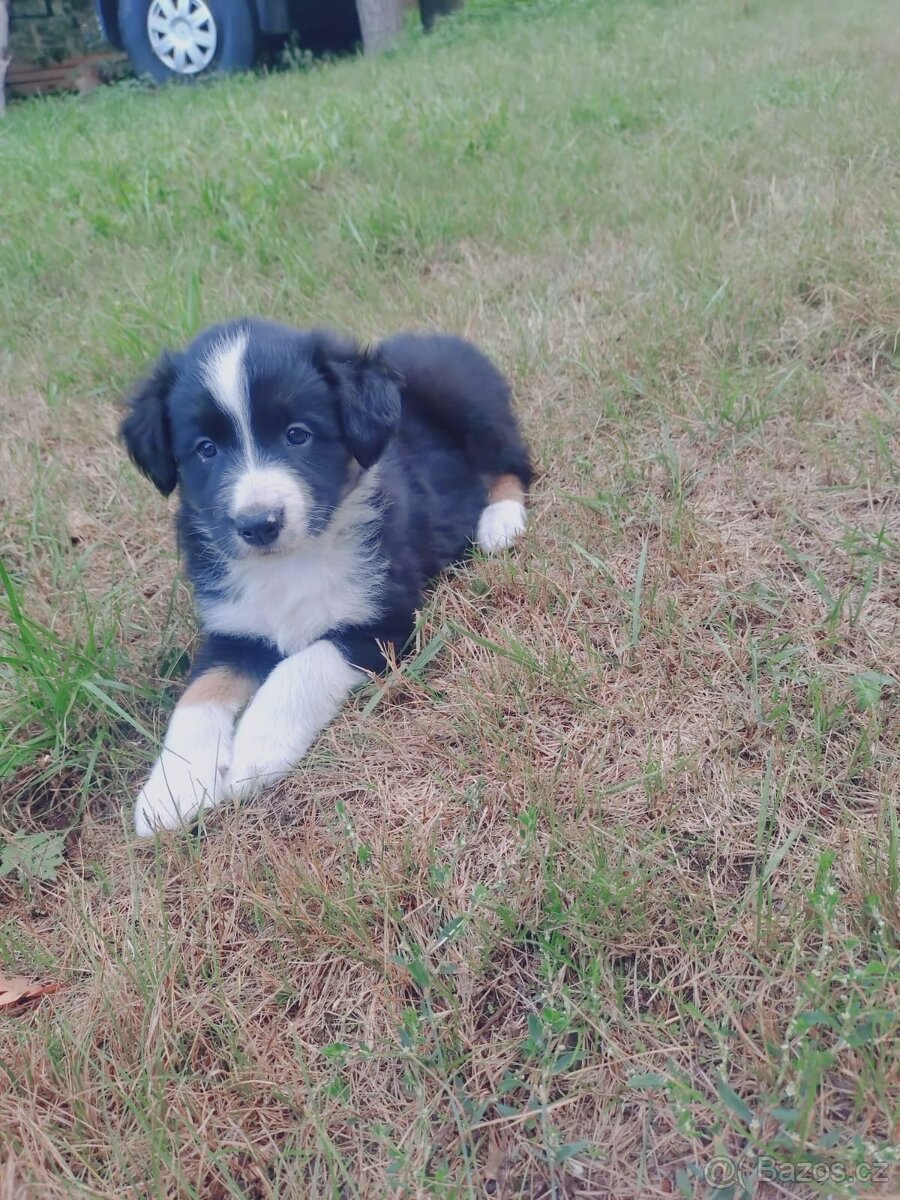 Border kolie