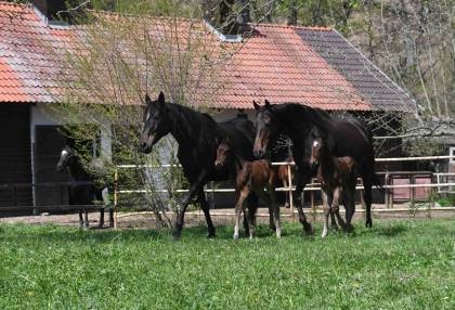 Cacolma - polokrevná kobyla