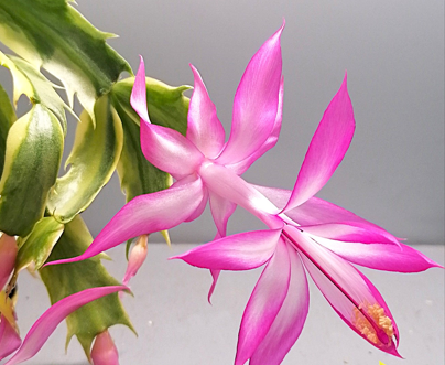 Schlumbergera - Vánoční kaktus: Variegated (řízek)