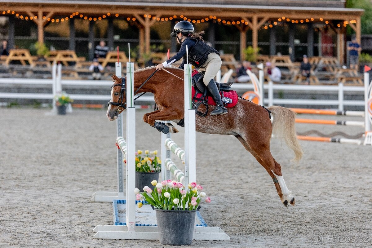 TOP sportovní pony A mistr ČR družstva 2025