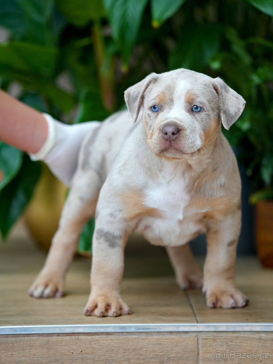 American Bully XL/XXL