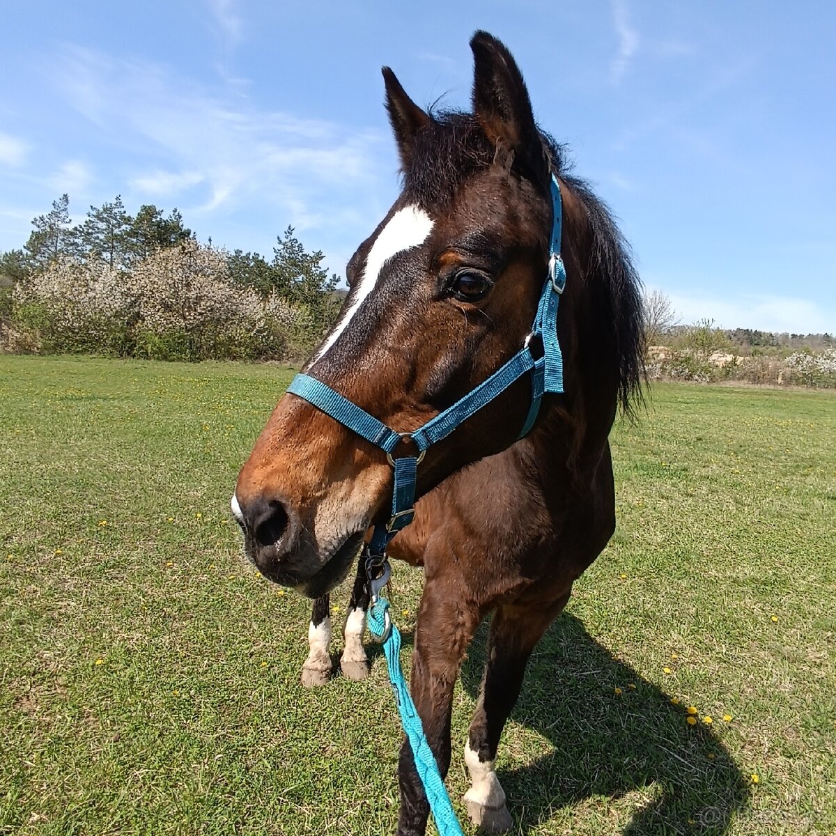 Ohlávka a vodítko FOUGANZA